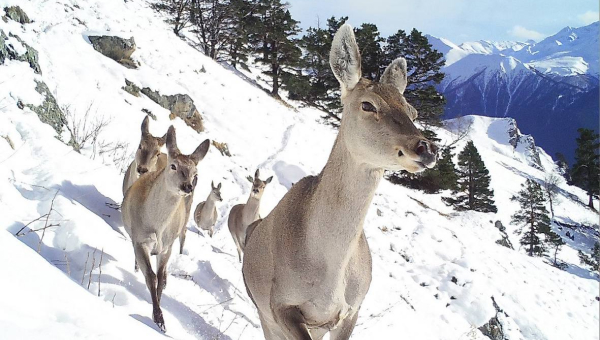 Зимние активности на склоне и жизнь животных